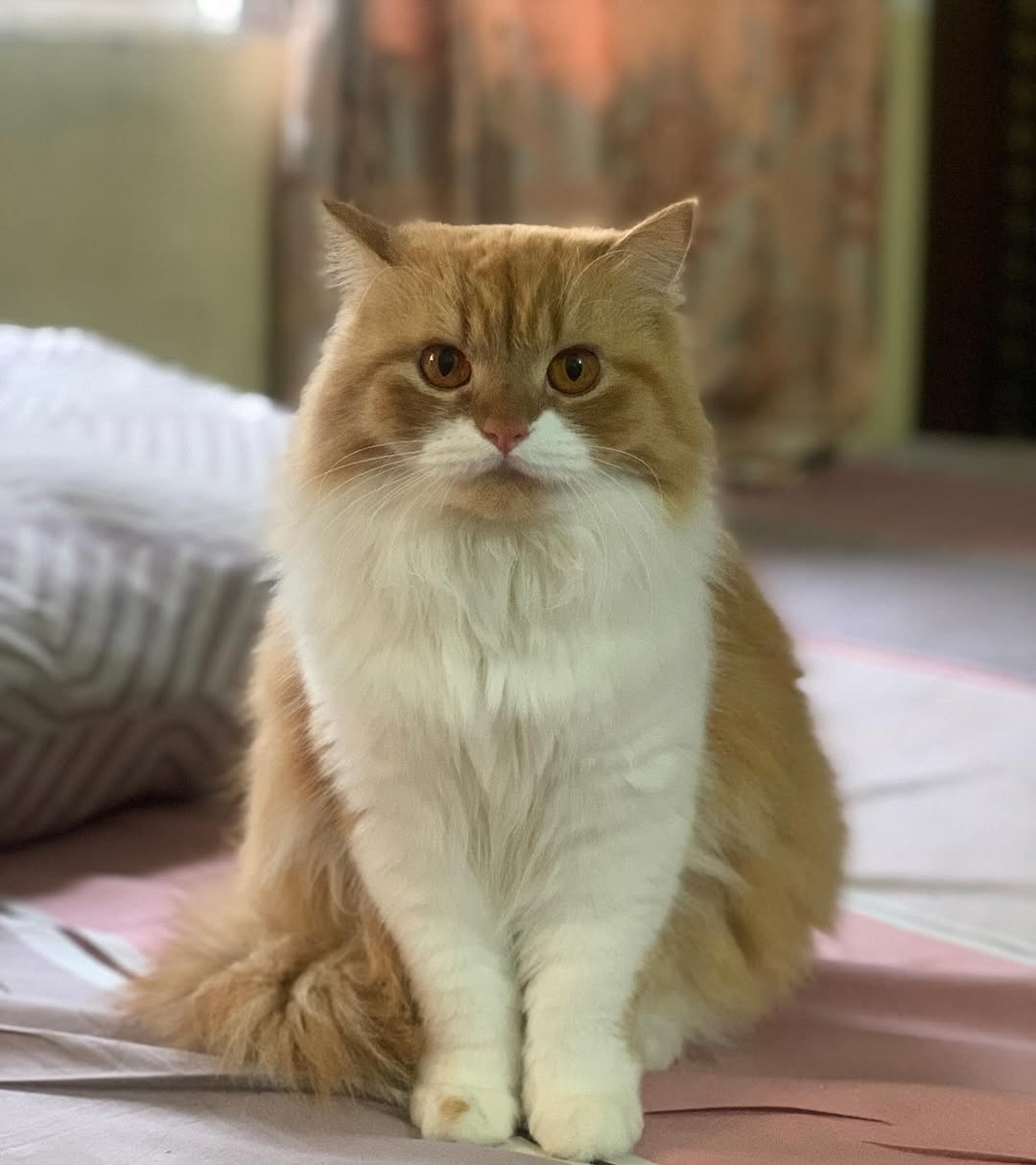 Grooming services